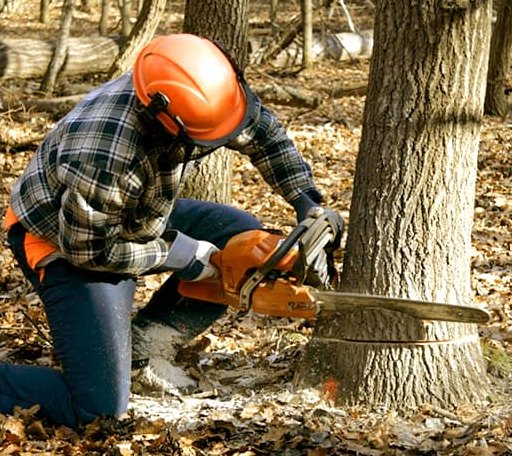 Tree Removal in Tougaloo, MS